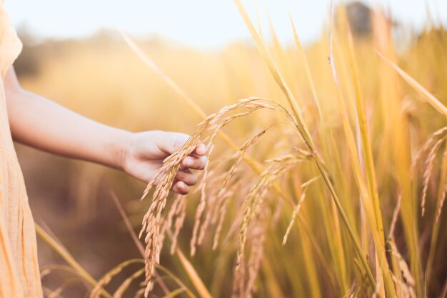 Kinderhand, die jungen Reis mit Weichheit auf dem Reisfeld im Weinlesefarbton hält