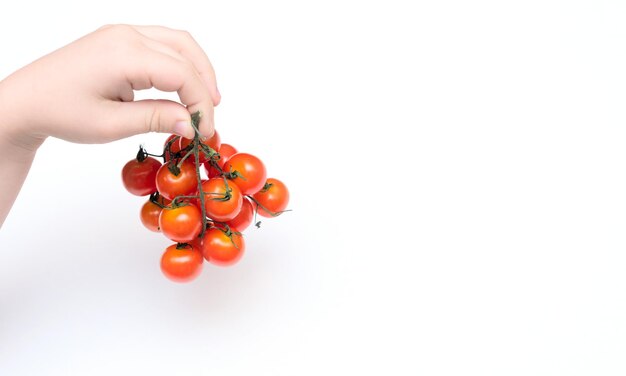 Kinderhand, die kleine rote Kirschtomaten auf weißem Hintergrund hält Gesundes Ernährungskonzept Veganes Essen Minimale Karte mit Kopierbereich