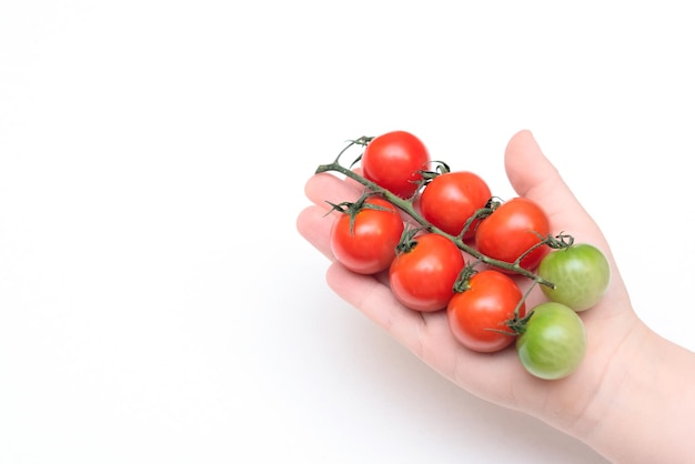 Kinderhand, die kleine rote und grüne Bio-Tomaten auf weißem Hintergrund hält Gesundes Ernährungskonzept Veganes Essen Minimale flache Lage mit Kopierbereich