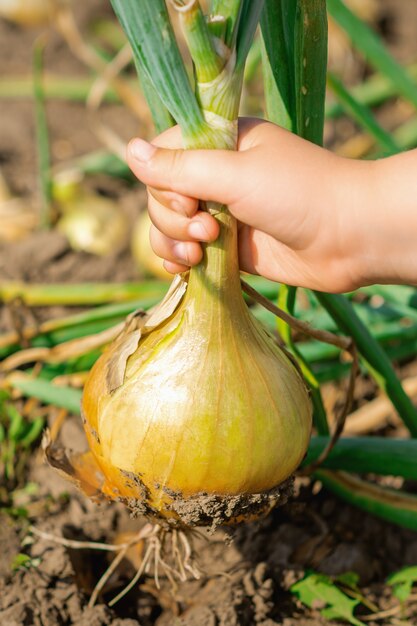 Kinderhand, die Zwiebel vom trockenen Boden pflückt.