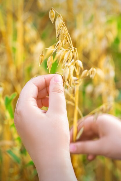 Kinderhand hält die Ohren des Hafers