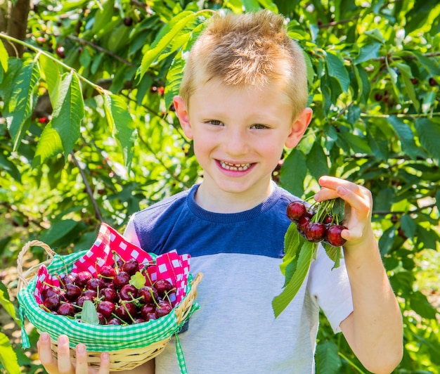 Kinderjunge, der süße Kirschen vom Baum erntet