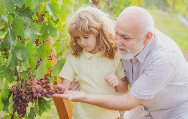 Kinderjunge und Großvater, die Trauben ernten, die Generationen im Garten auf dem Land bewirtschaften