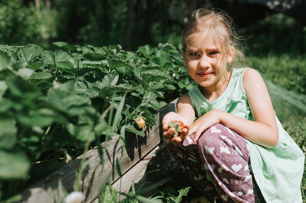 Kindermädchen, das reife Erdbeeren in der Sommersaison auf Bio-Erdbeerfarm pflückt.