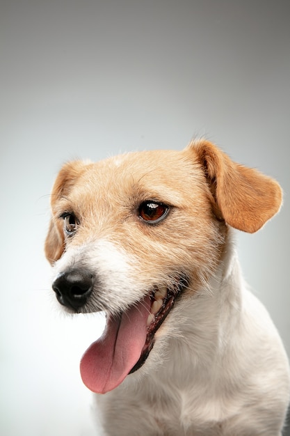Kindheit. Nahaufnahme Jack Russell Terrier kleiner Hund posiert. Nettes verspieltes Hündchen oder Haustier, das auf grauem Hintergrund spielt. Konzept der Bewegung, Aktion, Bewegung, Haustierliebe. Sieht glücklich, erfreut, lustig aus.