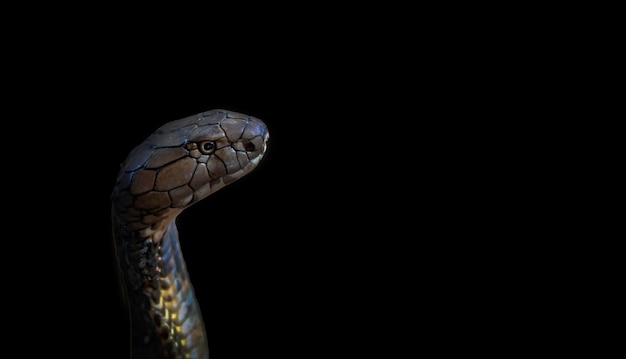 King cobra en un primer plano de fondo negro