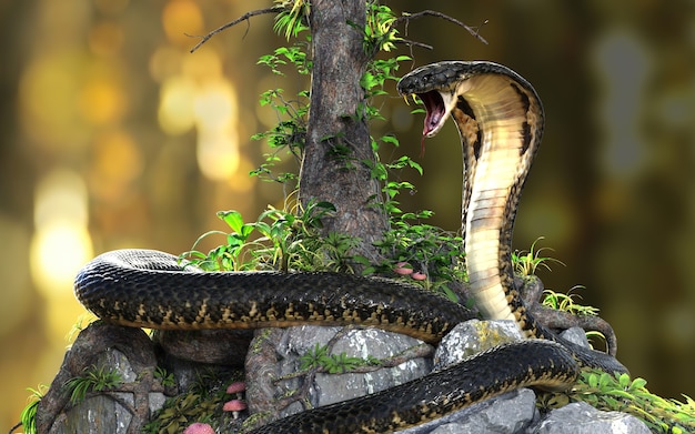 King Cobra La serpiente venenosa más larga del mundo en la jungla con trazado de recorte, King Cobra Snake