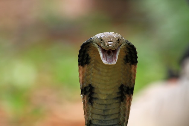 King cobra snake closeup cabeza desde la vista frontal