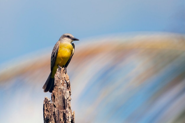 El Kingbird occidental Tyrannus verticalis es un gran tirano