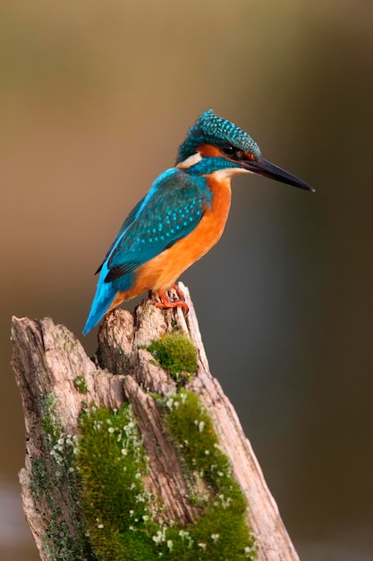 Foto kingfisher alcedo neste posto em worcestershire