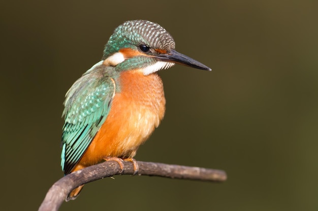 Kingfisher alcedo um jovem pássaro senta-se em um galho acima do rio