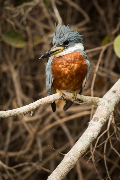 Kingfisher anelado empoleirado em um galho