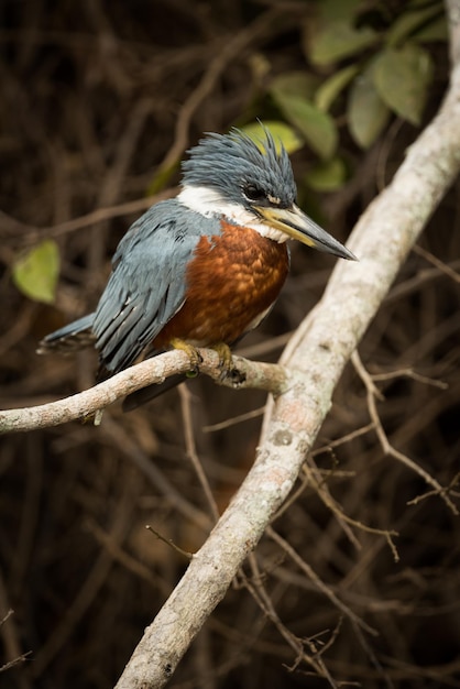 Kingfisher anelado empoleirado em um galho