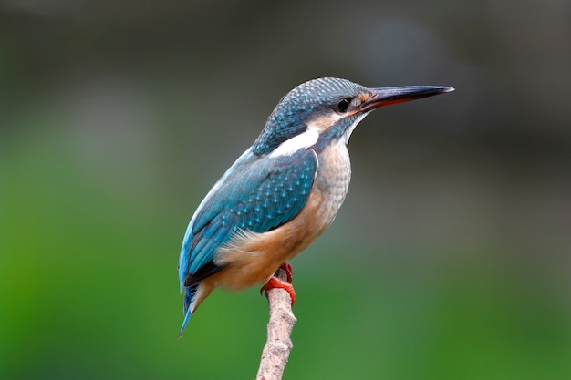 Kingfisher comum Alcedo atthis belas aves da Tailândia