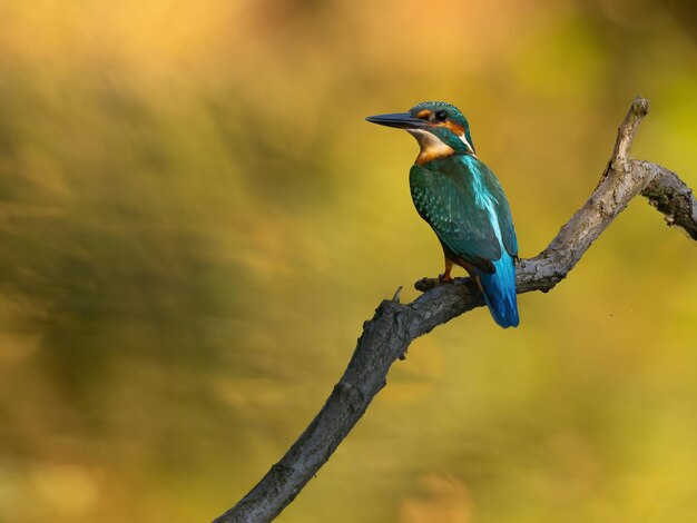 Kingfisher comum em um galho de árvore luz de fundo desfocado foto de vida selvagem