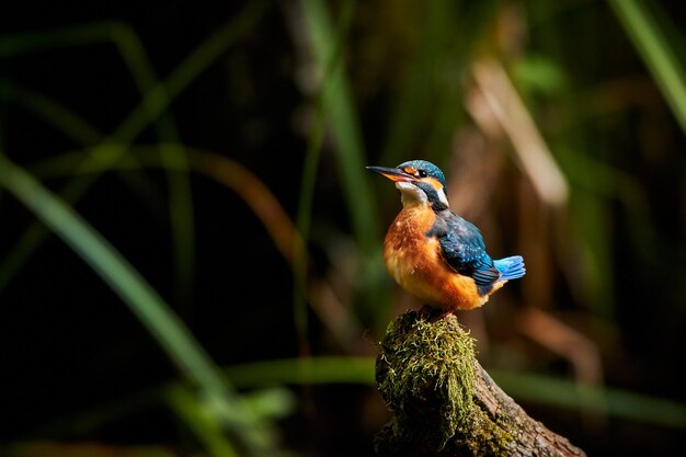 Foto kingfisher em um galho