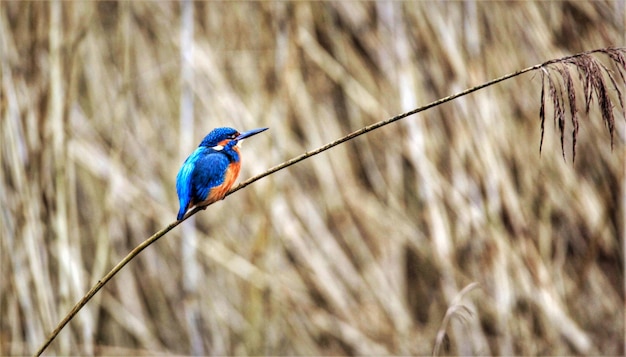 Foto kingfisher em um ramo fino