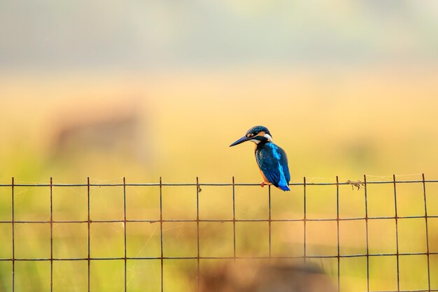 Foto kingfisher empoleirado na cerca