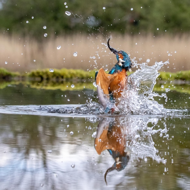 Kingfisher jagt Fische im See