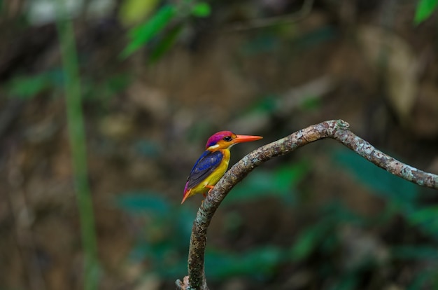 Kingfisher preto apoiado ou Martim-pescador anão Oriental