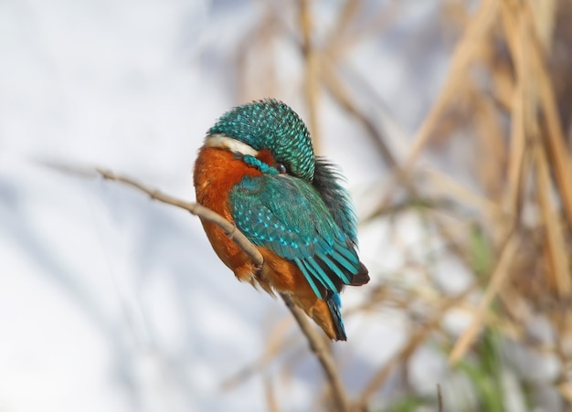 Kingfisher se sienta en una caña delgada y calienta su pico en plumas