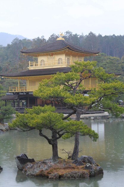 Kinkakuji con un gran árbol delante de él