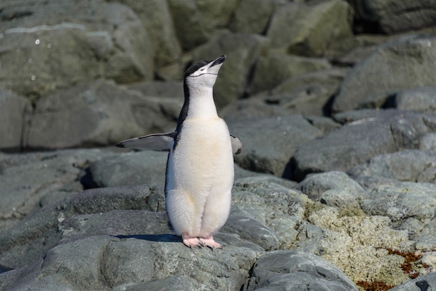 Kinnriemenpinguin am Strand in der Antarktis