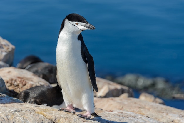 Kinnriemenpinguin am Strand in der Antarktis