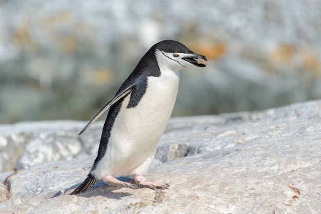 Kinnriemenpinguin am Strand in der Antarktis