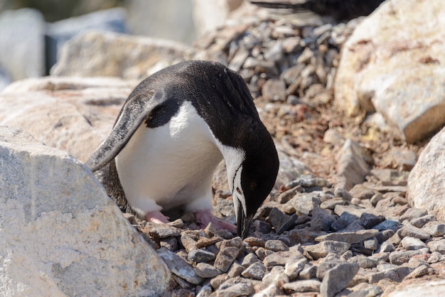 Kinnriemenpinguin am Strand in der Antarktis