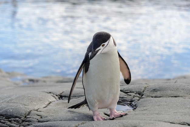 Kinnriemenpinguin auf dem Felsen hautnah