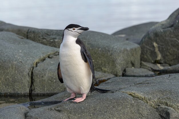 Kinnriemenpinguin auf dem Felsen hautnah