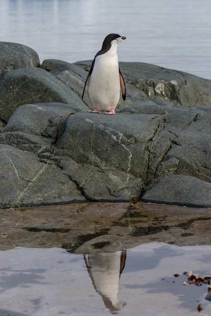 Kinnriemenpinguin auf dem Felsen mit Reflexion in der Antarktis