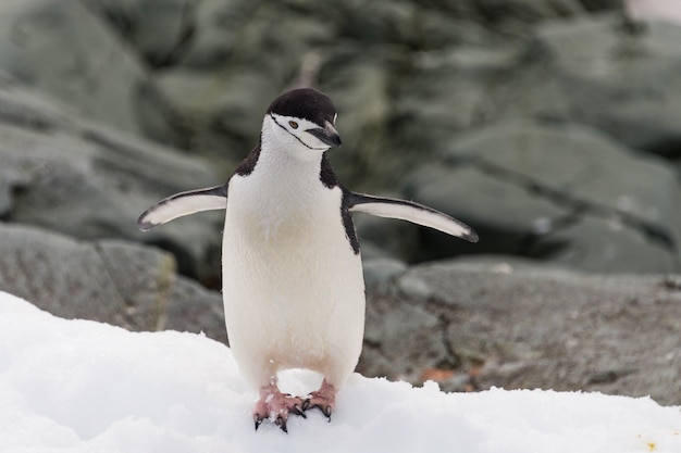 Kinnriemenpinguin auf dem Schnee in der Antarktis