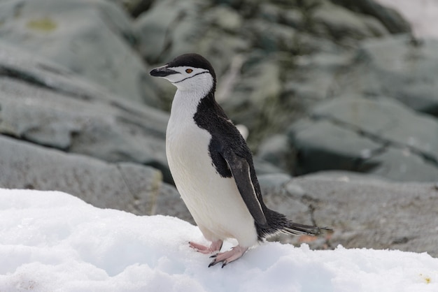 Kinnriemenpinguin auf dem Schnee in der Antarktis