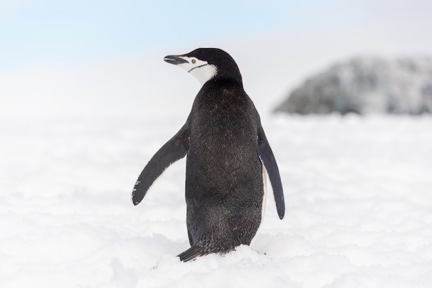 Kinnriemenpinguin auf dem Schnee in der Antarktis