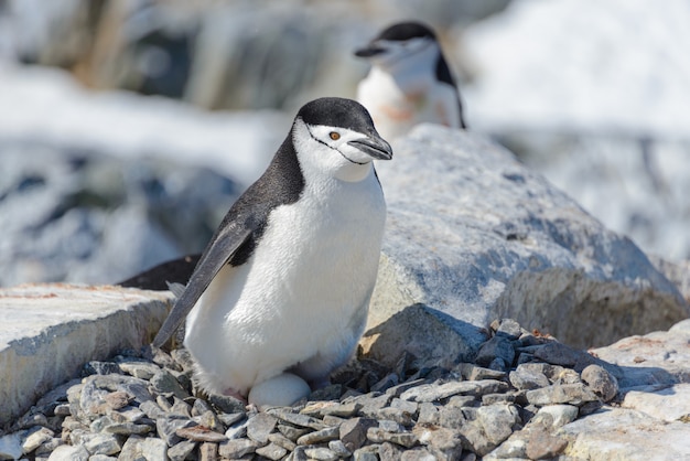 Kinnriemenpinguin mit Ei am Strand in der Antarktis