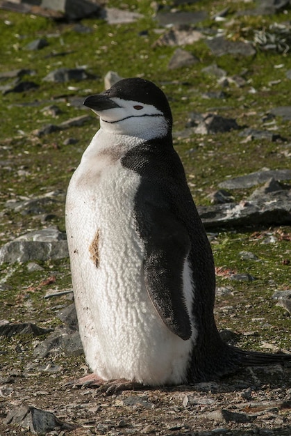 Foto kinnriemenpinguin paulet island antarktika wissenschaftlicher namepygoscelis antarcticus