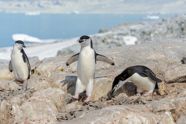 Kinnriemenpinguine am Strand in der Antarktis