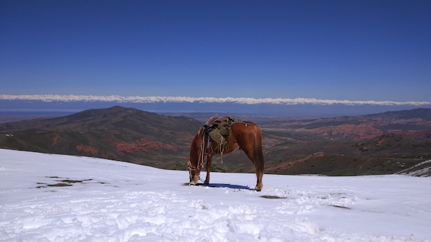 Kirguistán monta con nieve y caballo