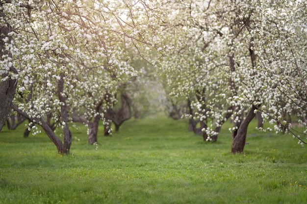 Kirsch- und Apfelblüten im Frühlingsgarten