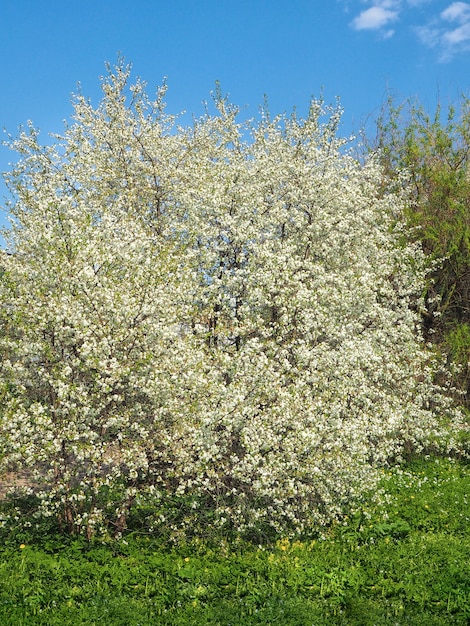 Kirschbaum blüht im Frühjahr gegen den blauen Himmel an einem sonnigen Tag.