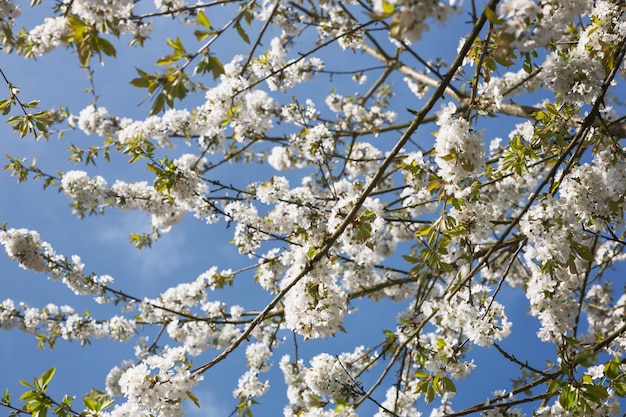 Kirschbaum blüht in einem Vorfrühling