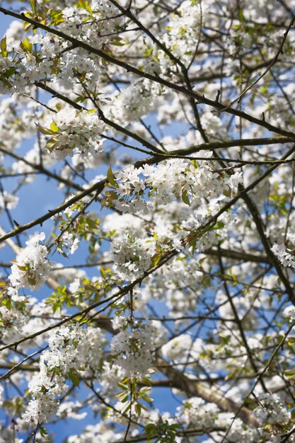 Kirschbaum blüht in einem Vorfrühling