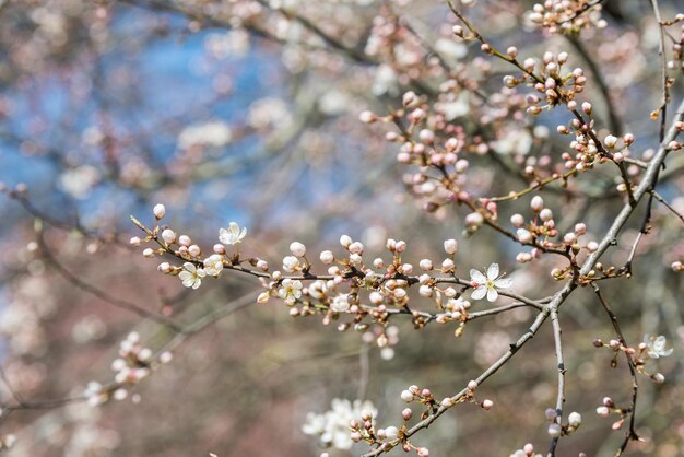 Kirschbaum blüht weiße Blüte gegen frühlingsblauen Himmel