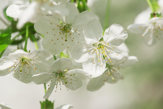 Kirschbaum Blumen