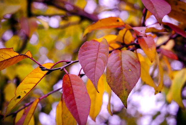 Kirschbaum-HerbstlaubMehrfarbig, Herbstlaub auf einem Zweig eines Kirschbaums