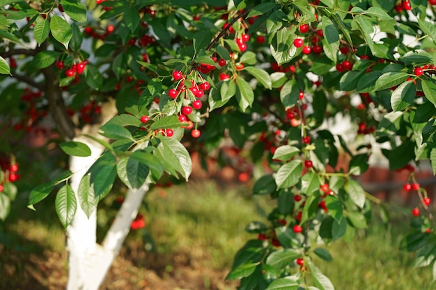 Kirschbaum im Garten Foto von schönen Kirschbäumen mit Kirschen im Garten