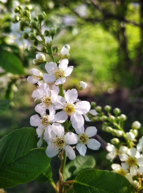 Kirschbaum in Blüte