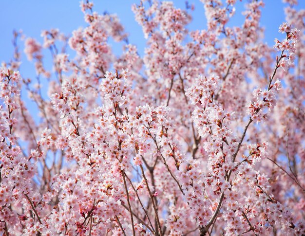 Kirschbaum in Japan